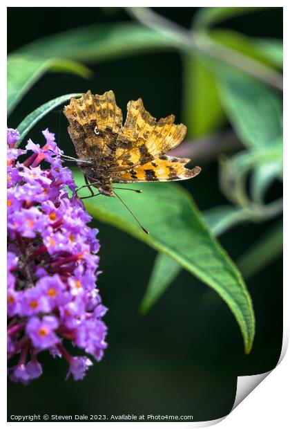 Comma (Polygonia c-album) Butterfly Print by Steven Dale