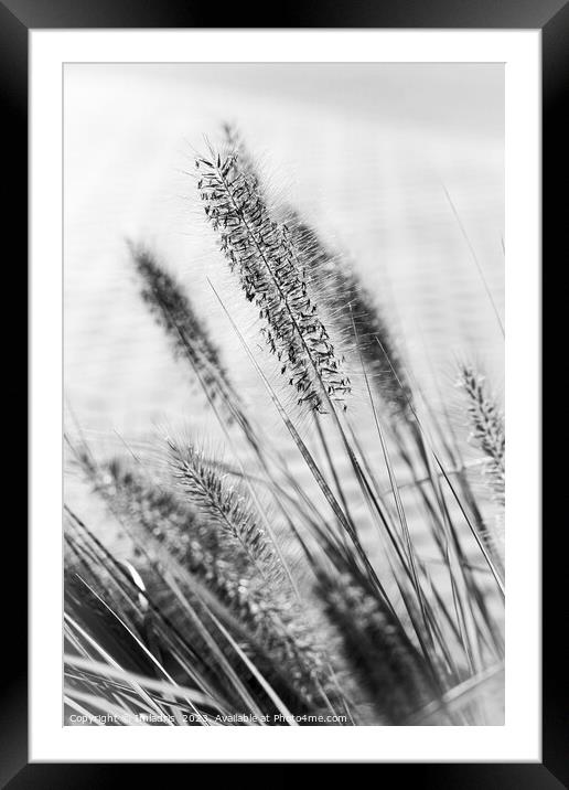 Delicate Ornamental Grass in Monochrome Framed Mounted Print by Imladris 
