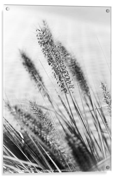 Delicate Ornamental Grass in Monochrome Acrylic by Imladris 