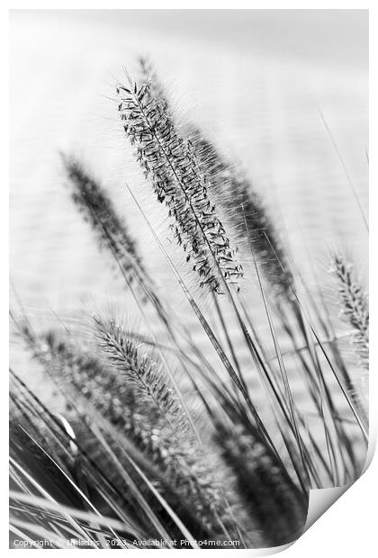 Delicate Ornamental Grass in Monochrome Print by Imladris 