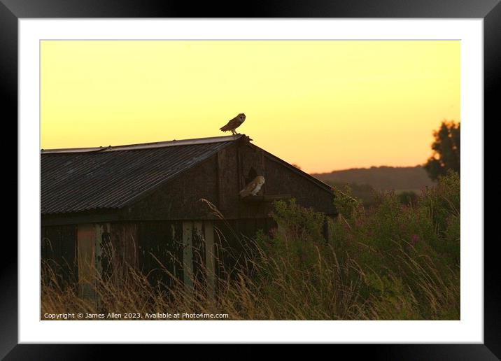 BARN OWL  Framed Mounted Print by James Allen