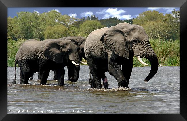Malawi Elephants Framed Print by Michael Harper