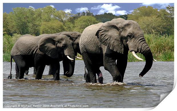 Malawi Elephants Print by Michael Harper
