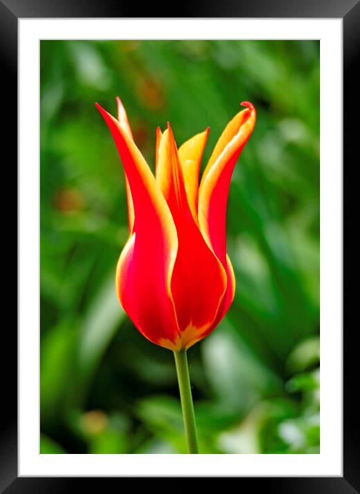 Tulip Framed Mounted Print by Clive Eariss