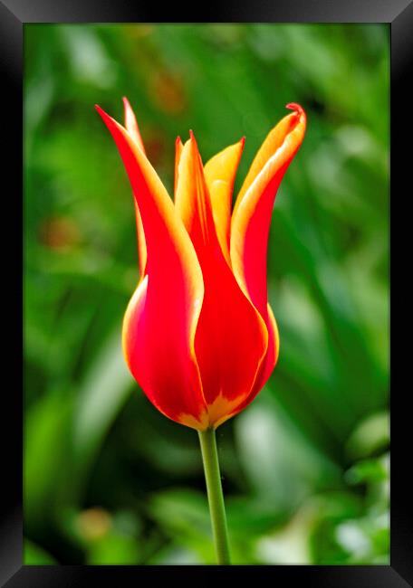 Tulip Framed Print by Clive Eariss
