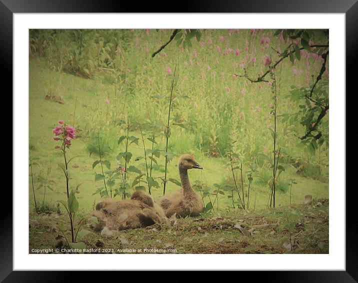 Resting on the Riverbank Framed Mounted Print by Charlotte Radford