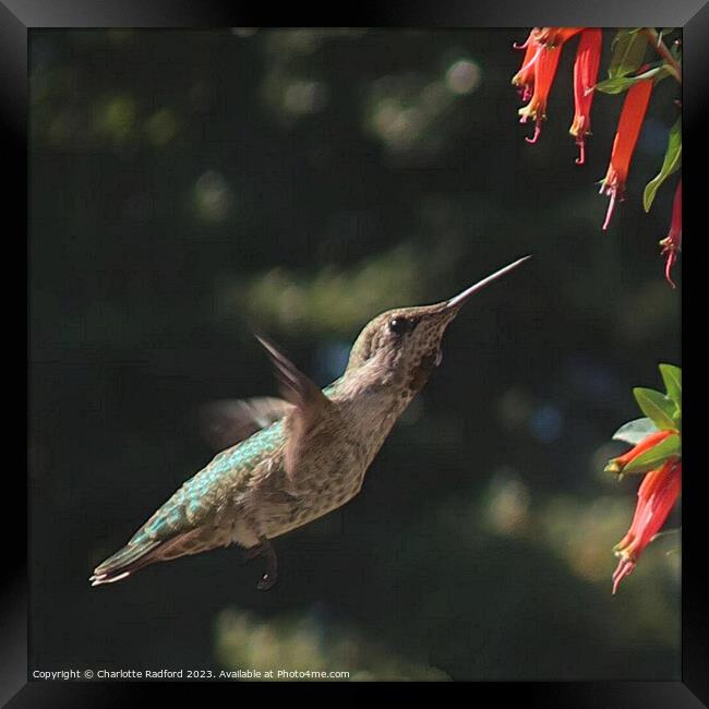 Flight of a Hummingbird  Framed Print by Charlotte Radford