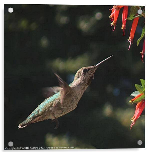 Flight of a Hummingbird  Acrylic by Charlotte Radford