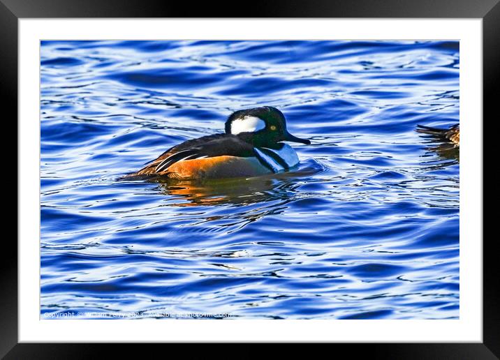 Golden Eye Duck Male Juanita Bay Park Kirkland Washington Framed Mounted Print by William Perry