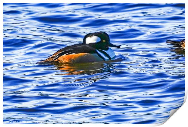 Golden Eye Duck Male Juanita Bay Park Kirkland Washington Print by William Perry