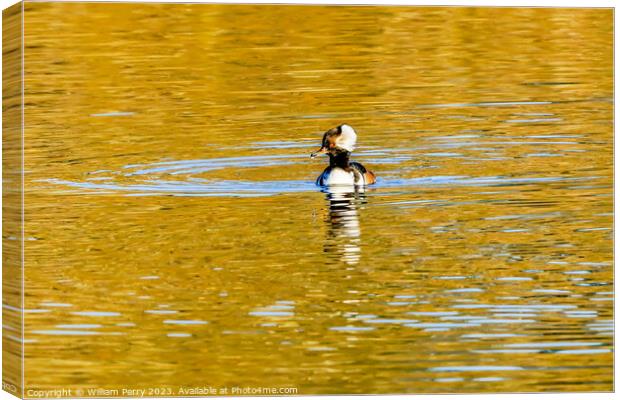 Yellow Reflection Common Merganser Duck Kirkland Washington Canvas Print by William Perry