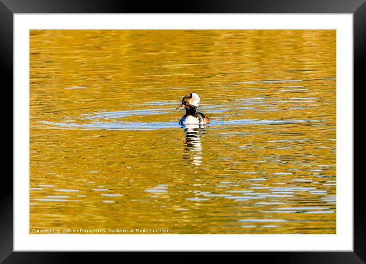 Yellow Reflection Common Merganser Duck Kirkland Washington Framed Mounted Print by William Perry