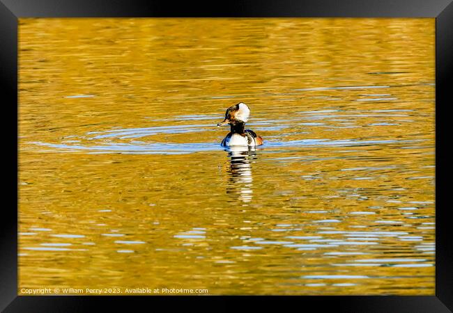 Yellow Reflection Common Merganser Duck Kirkland Washington Framed Print by William Perry