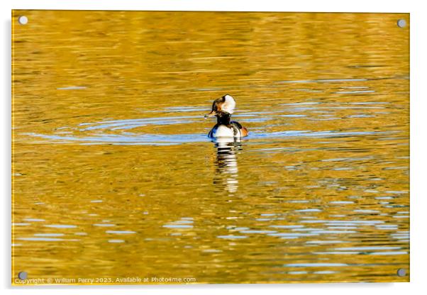 Yellow Reflection Common Merganser Duck Kirkland Washington Acrylic by William Perry