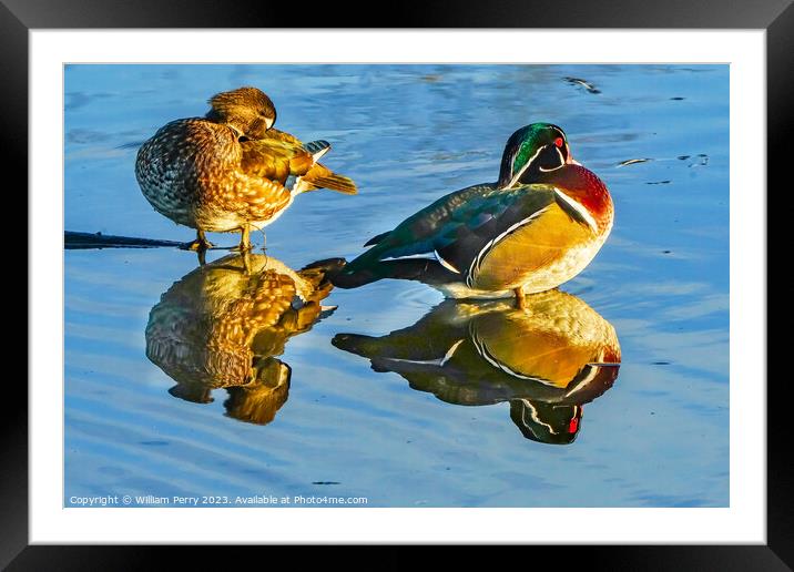 Male Female Wood Ducks Juanita Bay Park Lake Washington Washington Framed Mounted Print by William Perry