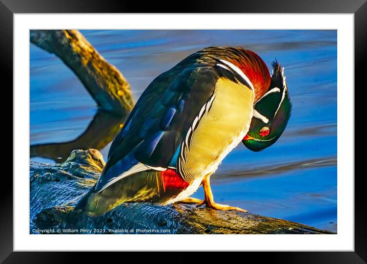 Male Wood Duck Juanita Bay Park Lake Washington Kirkland Framed Mounted Print by William Perry