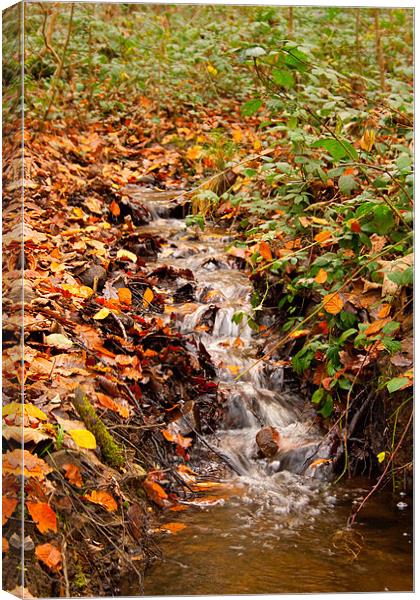 Autumn Stream Canvas Print by Dan Davidson