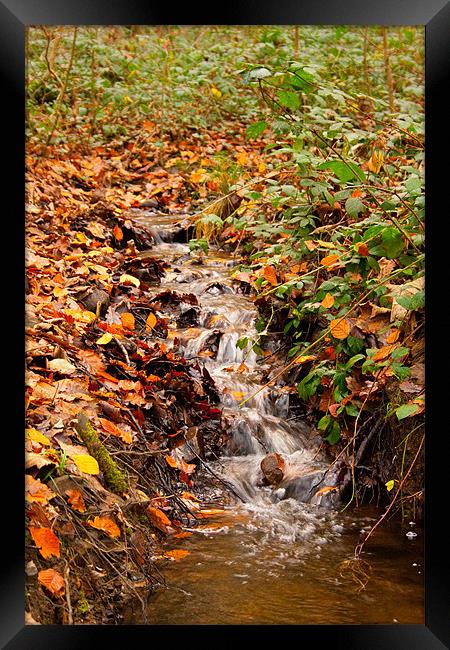 Autumn Stream Framed Print by Dan Davidson