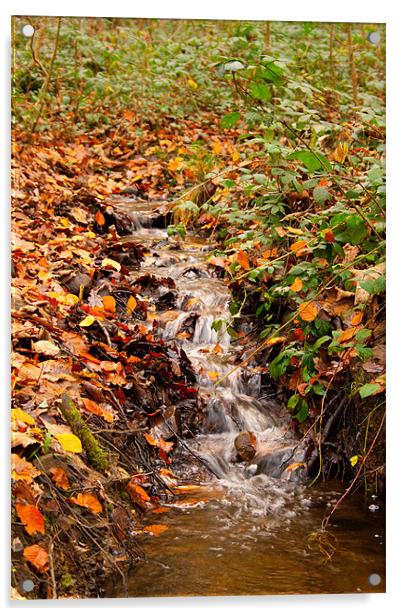 Autumn Stream Acrylic by Dan Davidson