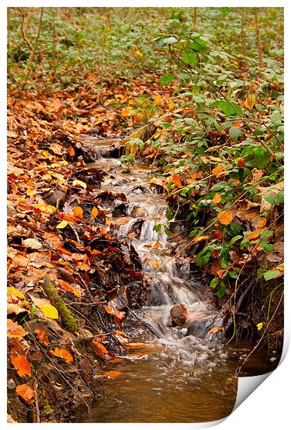 Autumn Stream Print by Dan Davidson