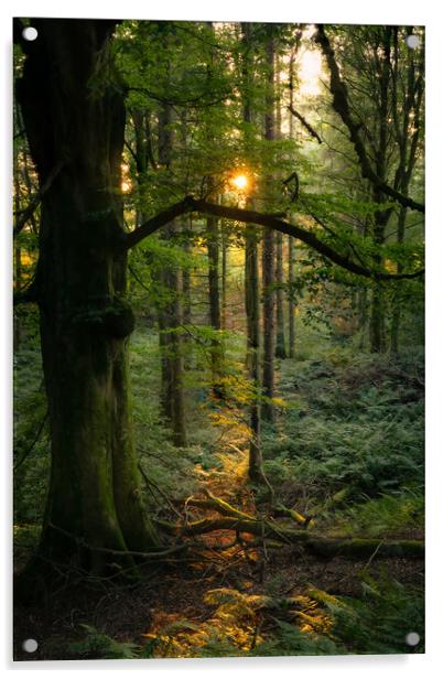 Scottish woodland Acrylic by christian maltby