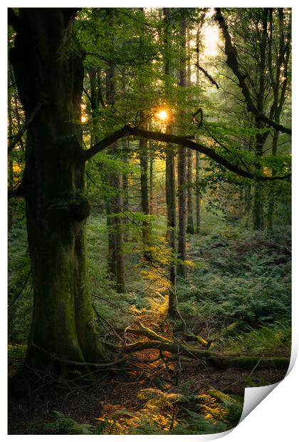 Scottish woodland Print by christian maltby
