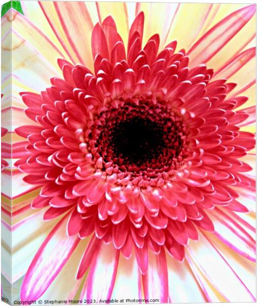 Pink daisy Canvas Print by Stephanie Moore