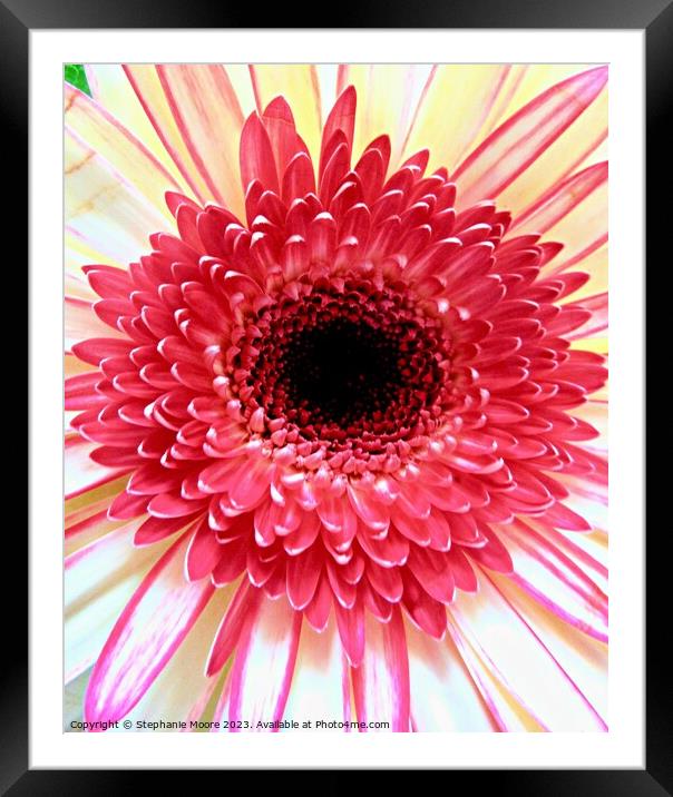 Pink daisy Framed Mounted Print by Stephanie Moore