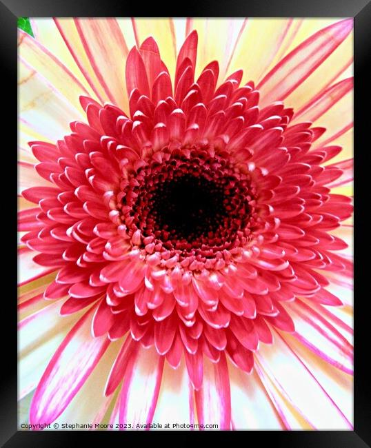 Pink daisy Framed Print by Stephanie Moore