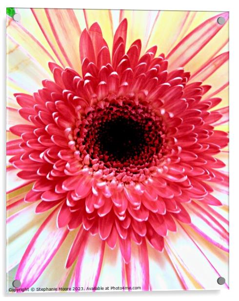 Pink daisy Acrylic by Stephanie Moore