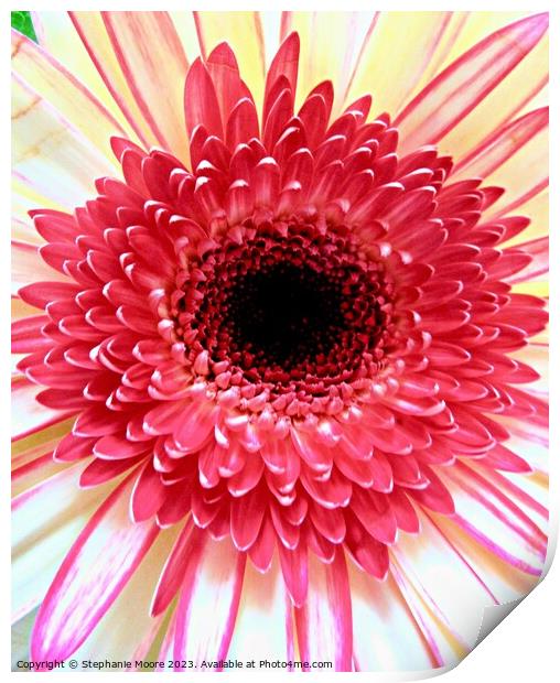 Pink daisy Print by Stephanie Moore