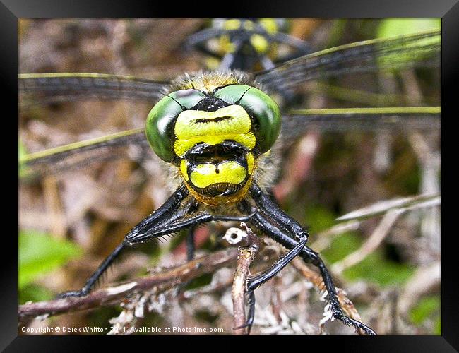 Golden Ringed Dragonfly Face Framed Print by Derek Whitton