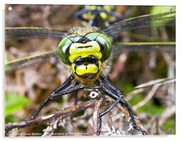 Golden Ringed Dragonfly Face Acrylic by Derek Whitton