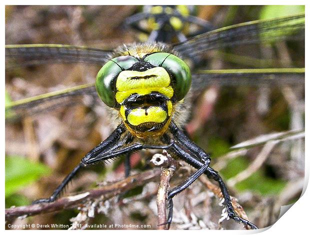 Golden Ringed Dragonfly Face Print by Derek Whitton