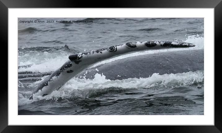 Whales in inside passage, Alaska Framed Mounted Print by Arun 