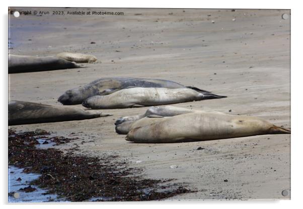 Elephant Seals at Ano Nuevo California Acrylic by Arun 