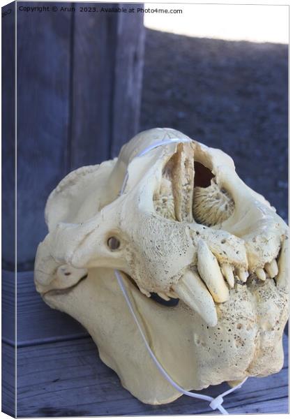 Elephant Seals  skull at Ano Nuevo California Canvas Print by Arun 