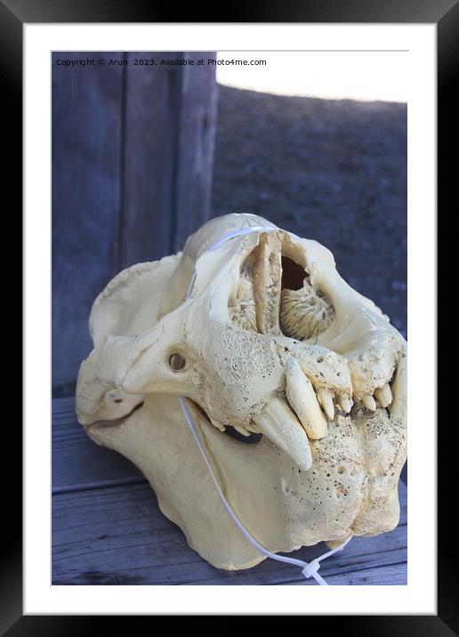 Elephant Seals  skull at Ano Nuevo California Framed Mounted Print by Arun 
