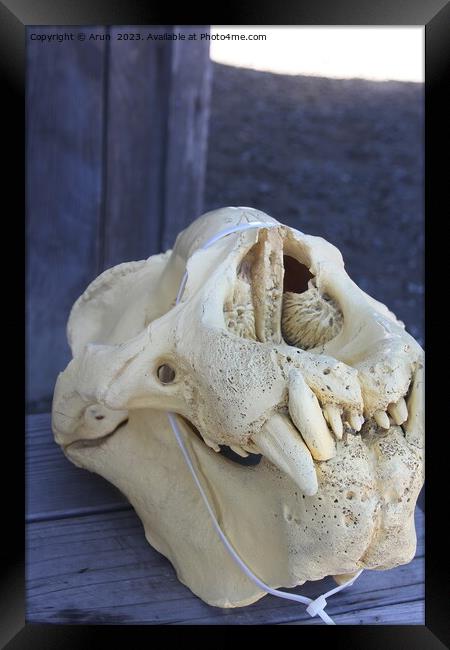 Elephant Seals  skull at Ano Nuevo California Framed Print by Arun 