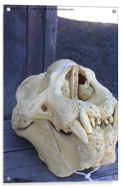 Elephant Seals  skull at Ano Nuevo California Acrylic by Arun 
