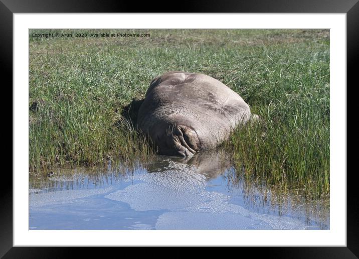 Elephant Seals at Ano Nuevo Framed Mounted Print by Arun 