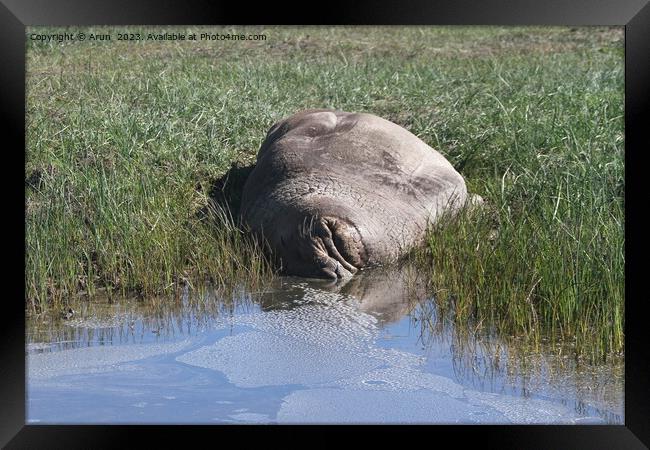 Elephant Seals at Ano Nuevo Framed Print by Arun 