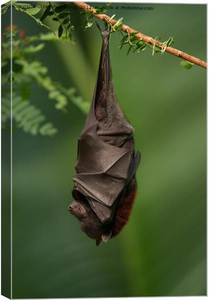 Bat's Tranquil Nap - A Close Look on a Green Bokeh Background Canvas Print by rawshutterbug 