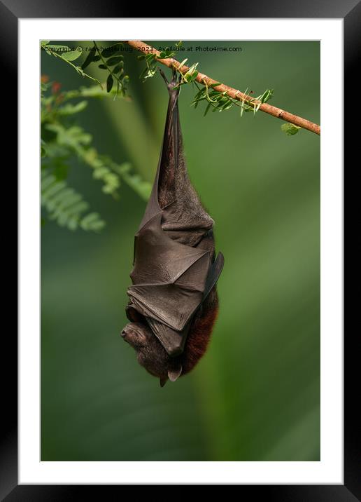 Bat's Tranquil Nap - A Close Look on a Green Bokeh Background Framed Mounted Print by rawshutterbug 
