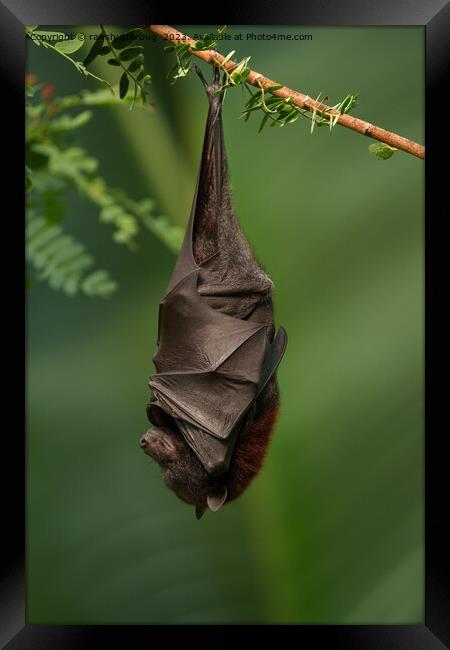 Bat's Tranquil Nap - A Close Look on a Green Bokeh Background Framed Print by rawshutterbug 