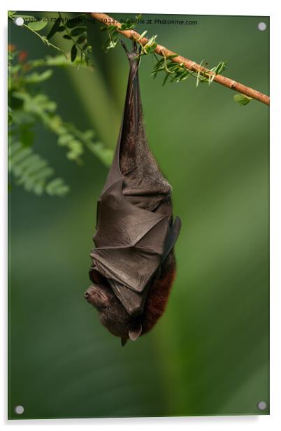 Bat's Tranquil Nap - A Close Look on a Green Bokeh Background Acrylic by rawshutterbug 