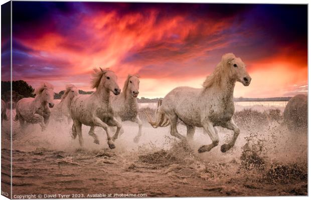 Camargue Horses Sunset Canvas Print by David Tyrer