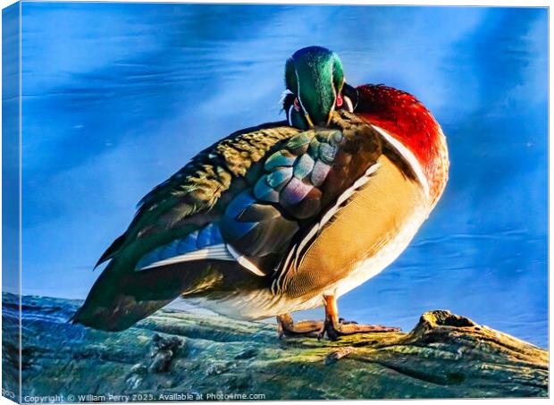 Male Wood Duck Juanita Bay Park Lake Washington Washington Canvas Print by William Perry
