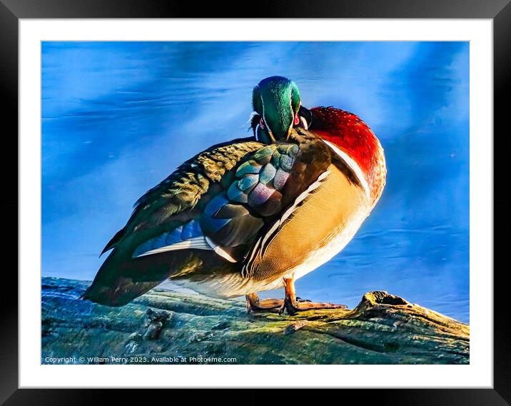 Male Wood Duck Juanita Bay Park Lake Washington Washington Framed Mounted Print by William Perry
