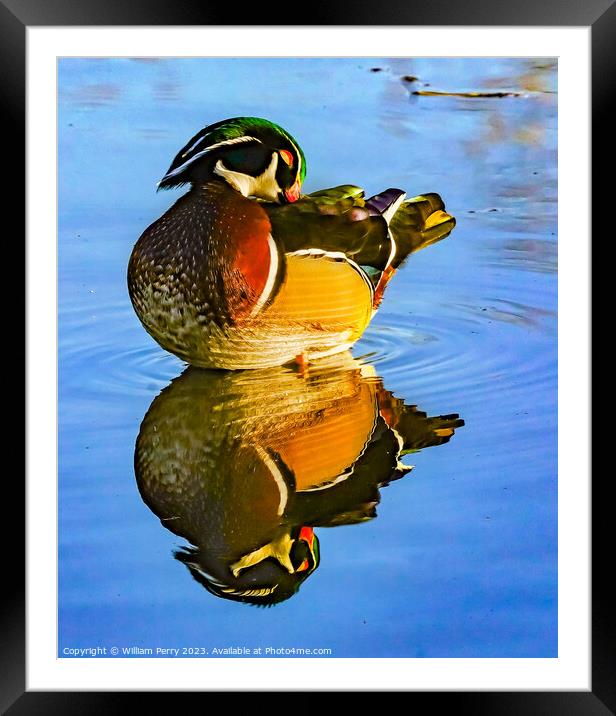 Male Wood Duck Juanita Bay Park Lake Washington Kirkland Washiin Framed Mounted Print by William Perry